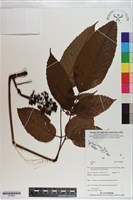 登錄號:S200881藏品圖，第1張