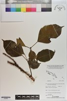 登錄號:S200884藏品圖，第1張