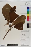 登錄號:S200886藏品圖，第1張