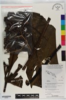 登錄號:S200887藏品圖，第1張