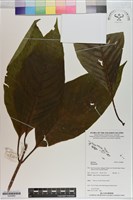 登錄號:S200889藏品圖，第1張