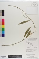 登錄號:S200890藏品圖，第1張