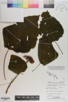 龍船花藏品圖，第1張