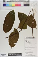 登錄號:S200893藏品圖，第1張