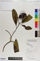 登錄號:S200894藏品圖，第1張