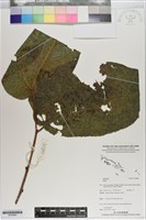 登錄號:S200895藏品圖，第1張