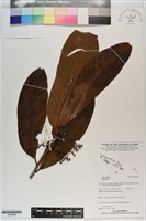 登錄號:S200896藏品圖，第1張