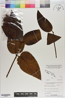 登錄號:S200898藏品圖，第1張