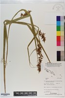 登錄號:S200899藏品圖，第1張