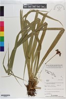 登錄號:S200901藏品圖，第1張