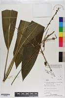 登錄號:S200902藏品圖，第1張