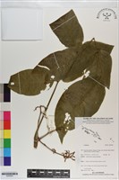 登錄號:S200903藏品圖，第1張