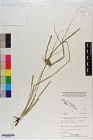 登錄號:S200904藏品圖，第1張