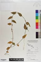 登錄號:S200905藏品圖，第1張