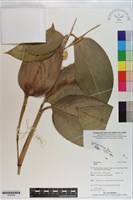 登錄號:S200906藏品圖，第1張