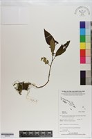 登錄號:S200909藏品圖，第1張