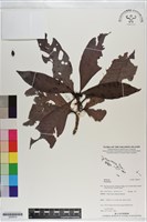 登錄號:S200910藏品圖，第1張