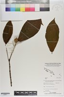 登錄號:S200911藏品圖，第1張