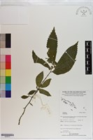 登錄號:S200913藏品圖，第1張