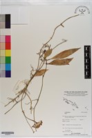 登錄號:S200914藏品圖，第1張