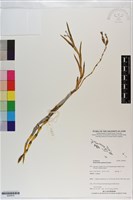 燕子石斛藏品圖，第1張