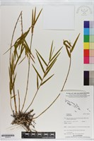 登錄號:S200916藏品圖，第1張