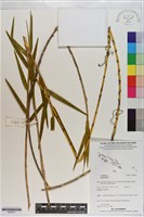 登錄號:S200917藏品圖，第1張