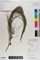 登錄號:S200918藏品圖，第1張