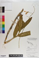 登錄號:S200919藏品圖，第1張