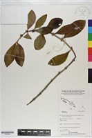 登錄號:S200920藏品圖，第1張