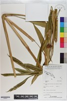 登錄號:S200921藏品圖，第1張