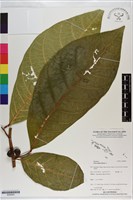 大冇榕、稜果榕藏品圖，第1張