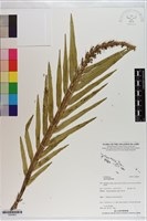 登錄號:S200923藏品圖，第1張