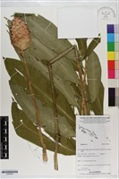 登錄號:S200924藏品圖，第1張