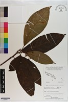 登錄號:S200925藏品圖，第1張