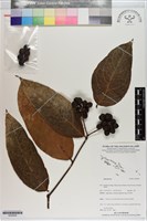 登錄號:S200926藏品圖，第1張