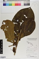 登錄號:S200927藏品圖，第1張