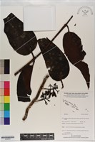 登錄號:S200929藏品圖，第1張