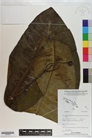 登錄號:S200930藏品圖，第1張