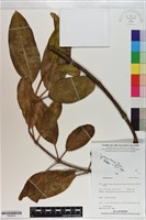 登錄號:S200931藏品圖，第1張