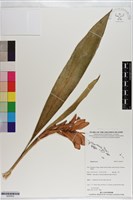 登錄號:S200932藏品圖，第1張