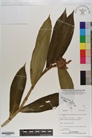 登錄號:S200933藏品圖，第1張