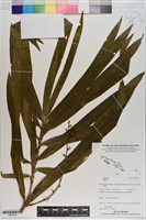 登錄號:S200934藏品圖，第1張