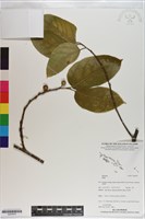 登錄號:S200935藏品圖，第1張