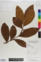 登錄號:S200936藏品圖，第1張