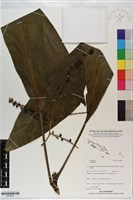 登錄號:S200937藏品圖，第1張