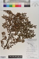 登錄號:S200938藏品圖，第1張