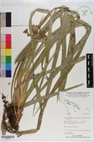 登錄號:S200939藏品圖，第1張