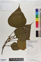 登錄號:S200940藏品圖，第1張