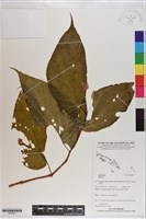 登錄號:S200941藏品圖，第1張